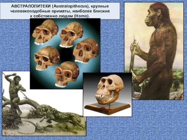 АВСТРАЛОПИТЕКИ (Australopithecus), крупные человекоподобные приматы, наиболее близкие к собственно людям (Homo).