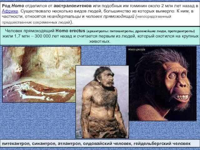 Род Homo отделился от австралопитеков или подобных им гоминин около 2 млн