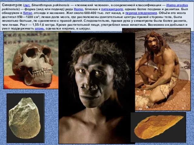Синантроп (лат. Sinanthropus pekinensis — «пекинский человек», в современной классификации — Homo