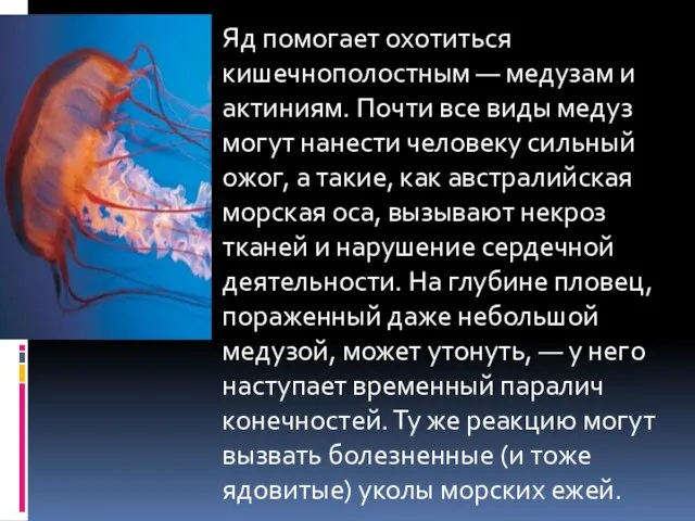 Яд помогает охотиться кишечнополостным — медузам и актиниям. Почти все виды медуз