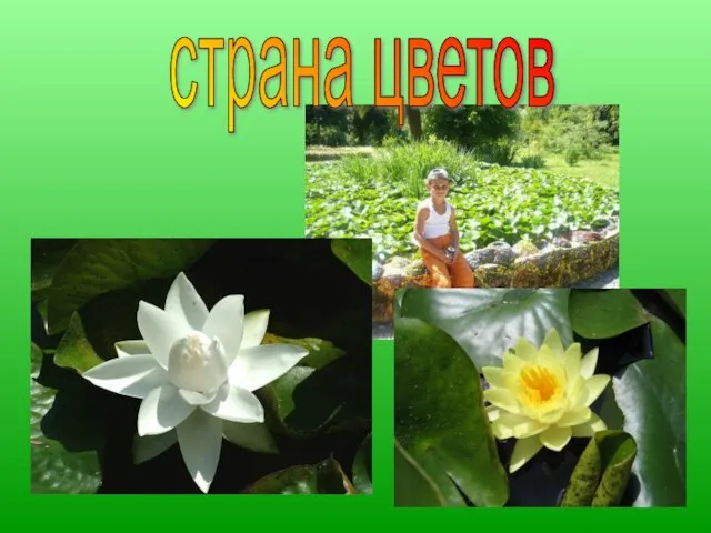 страна цветов