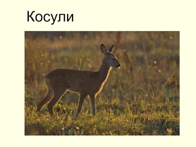 Косули