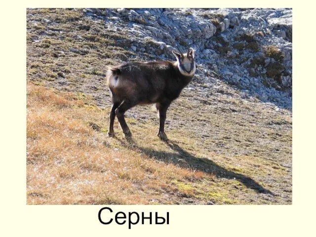 Серны