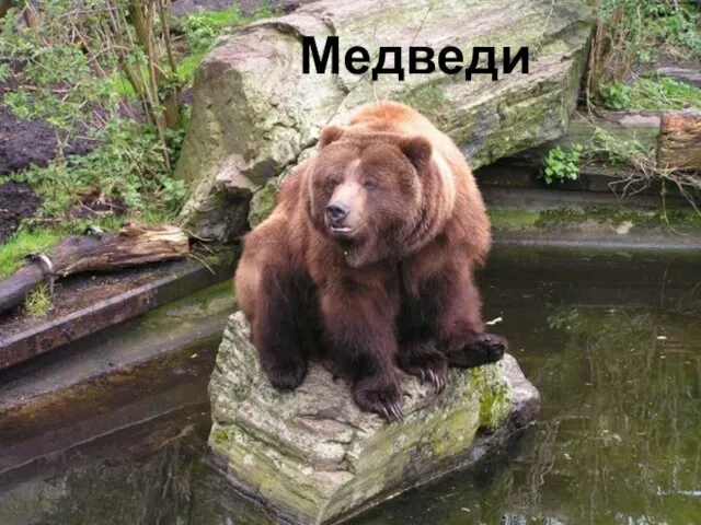 Медведи