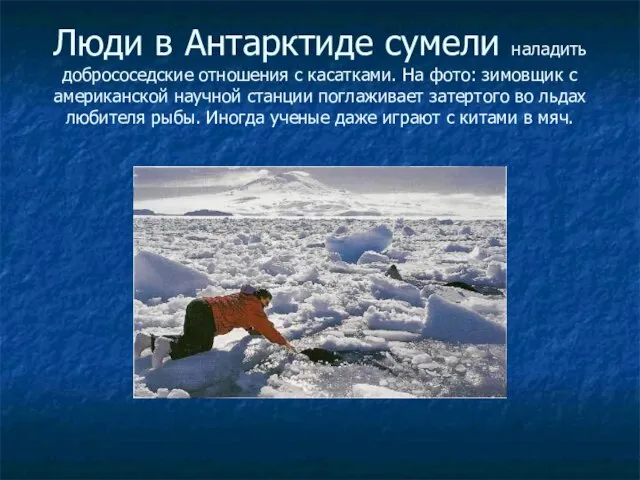 Люди в Антарктиде сумели наладить добрососедские отношения с касатками. На фото: зимовщик