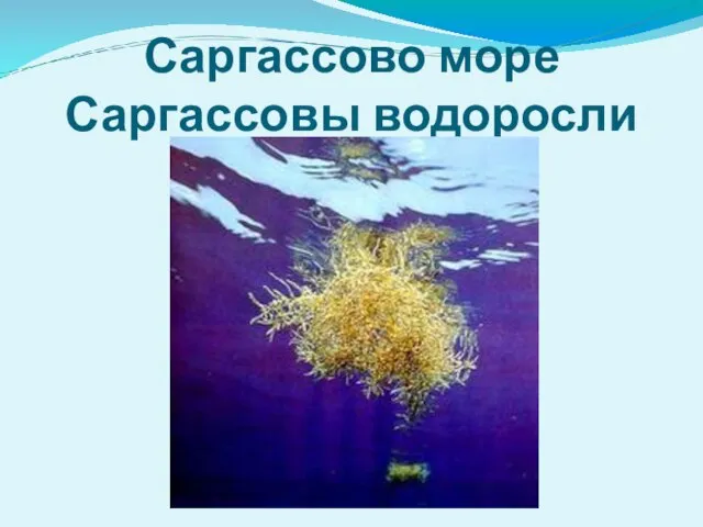 Саргассово море Саргассовы водоросли