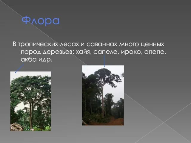 Флора В тропических лесах и саваннах много ценных пород деревьев: хайя, сапеле, ироко, опепе, акба идр.