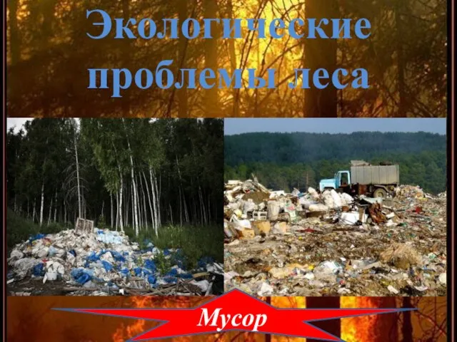 Экологические проблемы леса Мусор