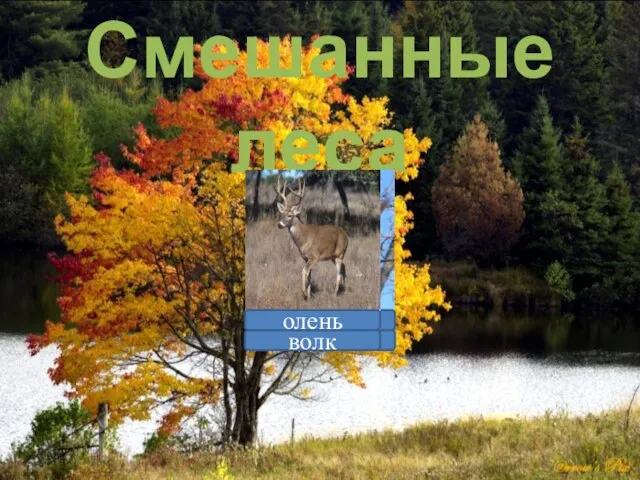 Смешанные леса