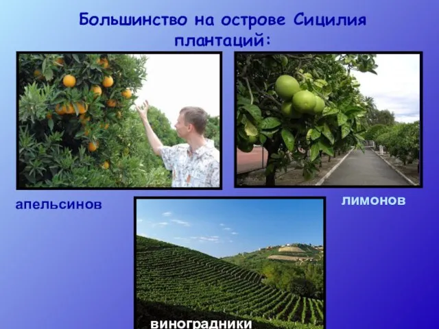 Большинство на острове Сицилия плантаций: апельсинов лимонов виноградники