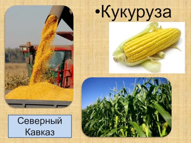 Кукуруза Северный Кавказ