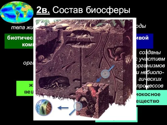 2в. Состав биосферы биотический = живой компонент абиотический = неживой компонент организмы