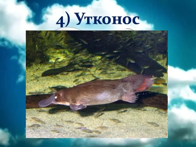 4) Утконос