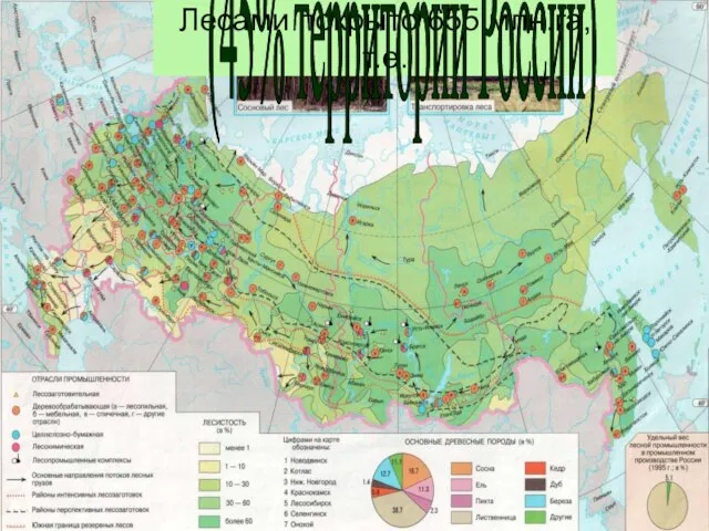 Лесами покрыто 655 млн.га, т.е. (45% территории России)