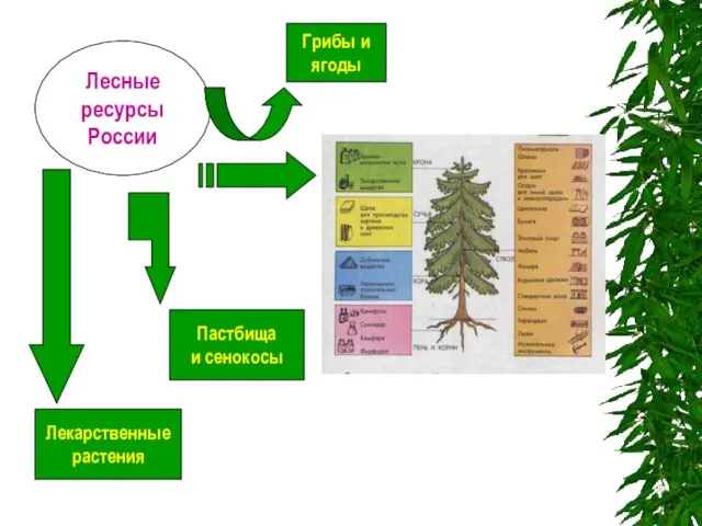 п и Лесные ресурсы России Пастбища и сенокосы Лекарственные растения Грибы и ягоды