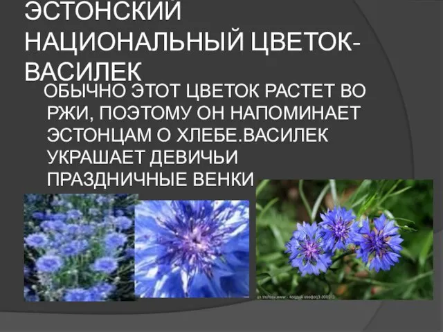 ЭСТОНСКИЙ НАЦИОНАЛЬНЫЙ ЦВЕТОК- ВАСИЛЕК ОБЫЧНО ЭТОТ ЦВЕТОК РАСТЕТ ВО РЖИ, ПОЭТОМУ ОН