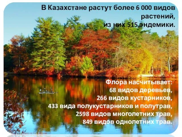 В Казахстане растут более 6 000 видов растений, из них 515 эндемики.