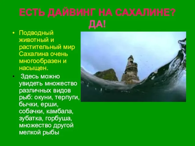 ЕСТЬ ДАЙВИНГ НА САХАЛИНЕ? ДА! Подводный животный и растительный мир Сахалина очень