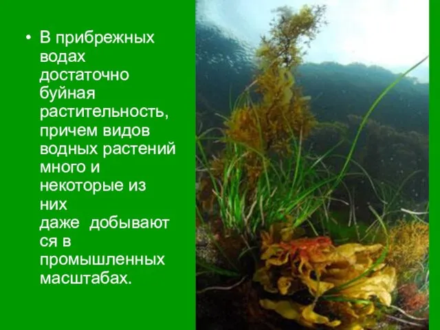 В прибрежных водах достаточно буйная растительность, причем видов водных растений много и