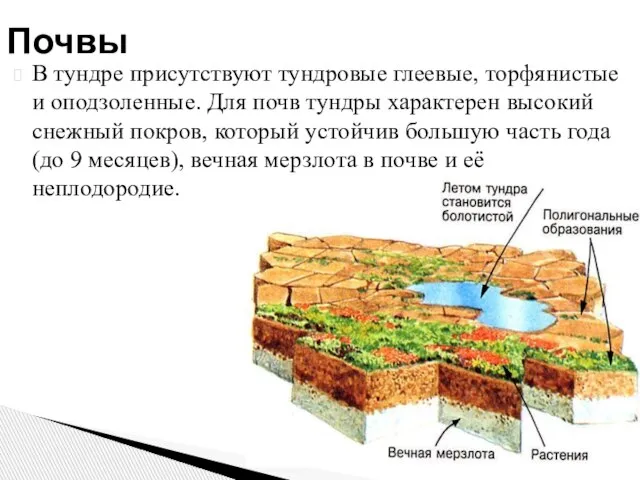 В тундре присутствуют тундровые глеевые, торфянистые и оподзоленные. Для почв тундры характерен