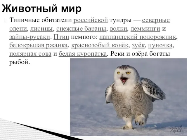 Типичные обитатели российской тундры — северные олени, лисицы, снежные бараны, волки, лемминги