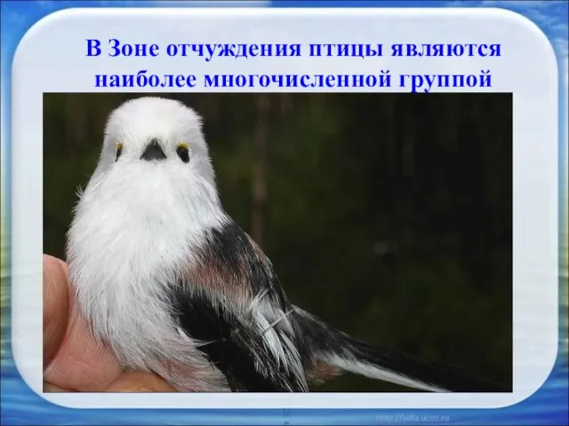 В Зоне отчуждения птицы являются наиболее многочисленной группой Самая многочисленная группа позвоночных