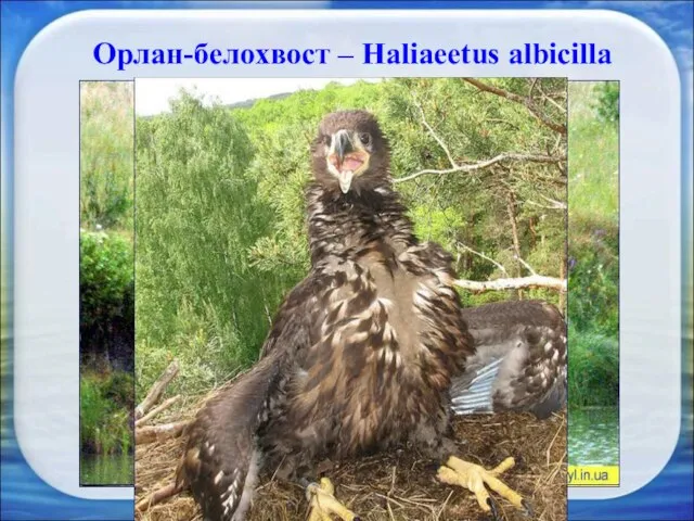 Орлан-белохвост – Haliaeetus albicilla Орлан-белохвост редкий вид хищных птиц внесенный в Красную