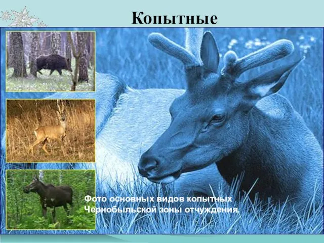 Копытные Лось (Alces alces), европейский олень (Cervus elaphus), косуля (Capreolus capreolus), дикий