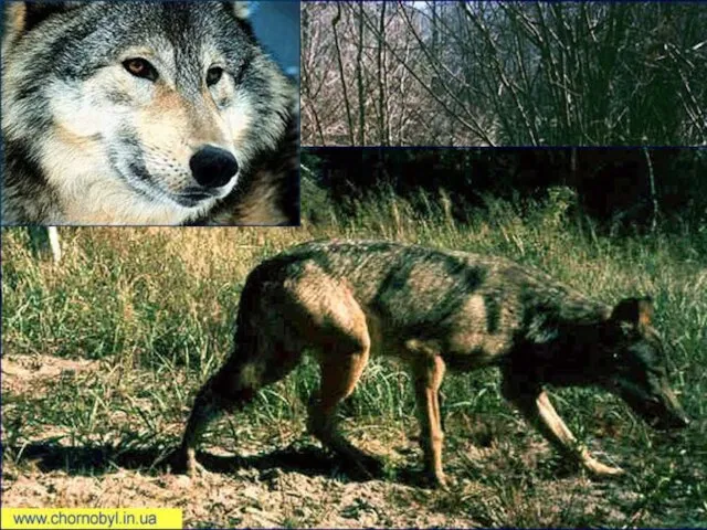 Волки Количество волчьих семей увеличивается. По мнению зоологов, проводивших исследования на соседних