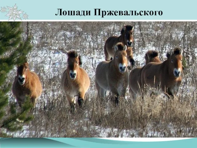 Лошади Пржевальского В мае 1998 года из заповедника «Аскания-Нова» было завезено 22