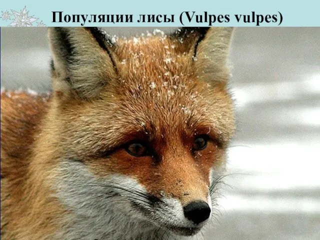 Популяции лисы (Vulpes vulpes) Численность этого животного составляет около 630 особей. На