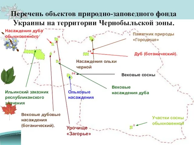 Перечень объектов природно-заповедного фонда Украины на территории Чернобыльской зоны. Ильинский заказник республиканского