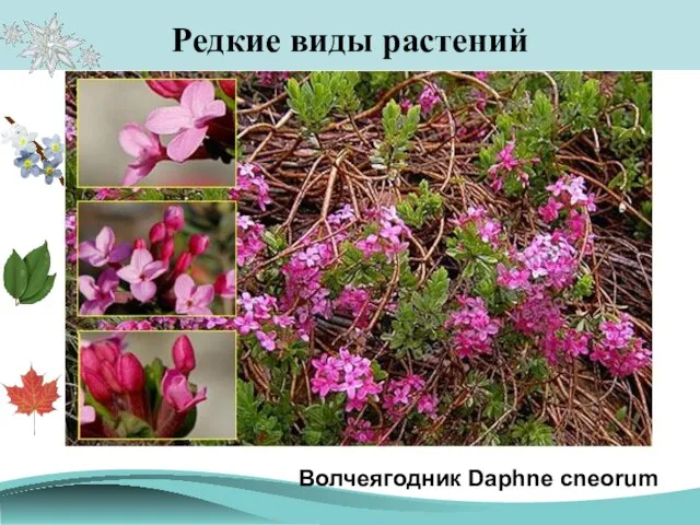 Редкие виды растений Волчеягодник Daphne cneorum