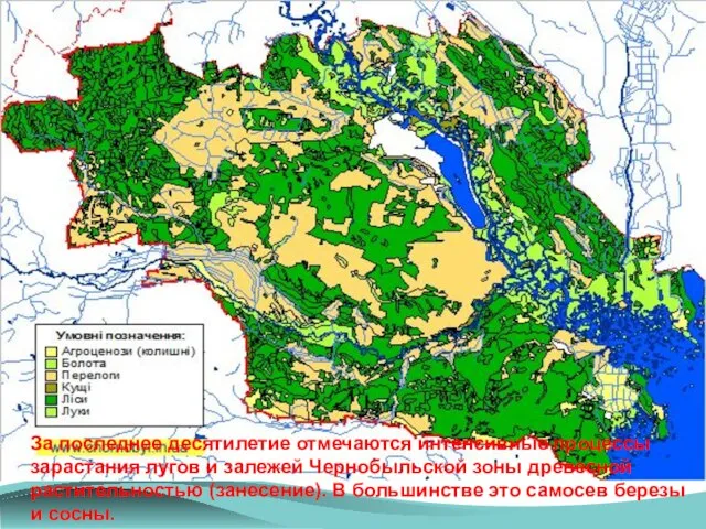 За последнее десятилетие отмечаются интенсивные процессы зарастания лугов и залежей Чернобыльской зоны
