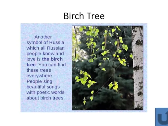 Birch Tree