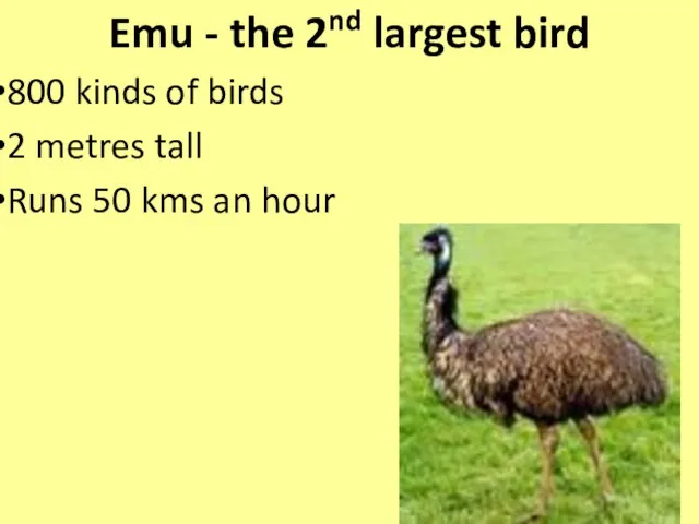 Emu - the 2nd largest bird 800 kinds of birds 2 metres
