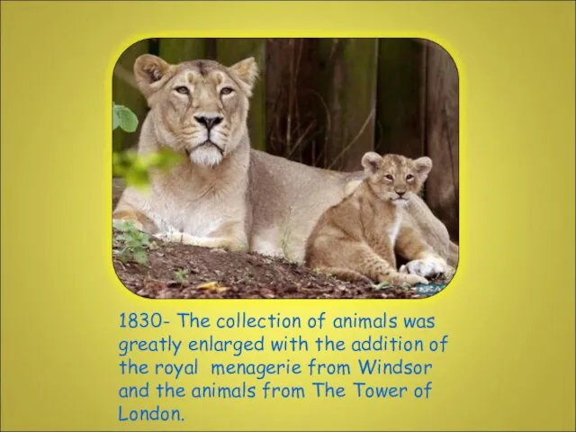 1830- The collection of animals was greatly enlarged with the addition of