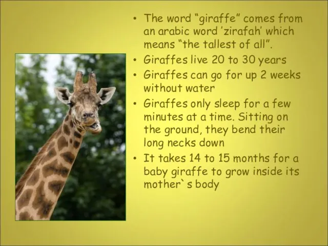 The word “giraffe” comes from an arabic word ’zirafah’ which means “the