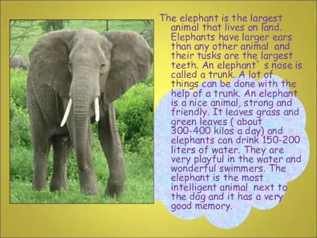 The elephant is the largest animal that lives on land. Elephants have