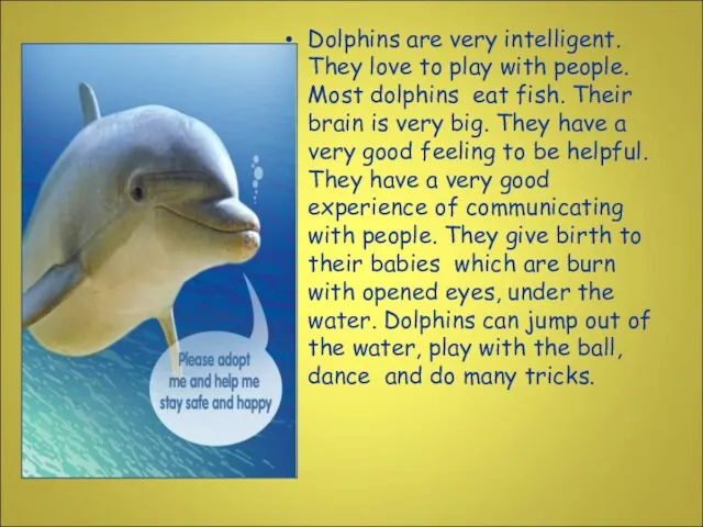 Dolphins are very intelligent. They love to play with people. Most dolphins