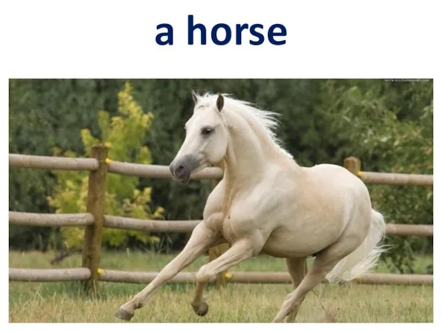 a horse