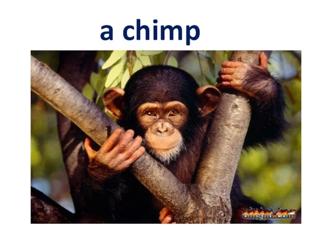 a chimp