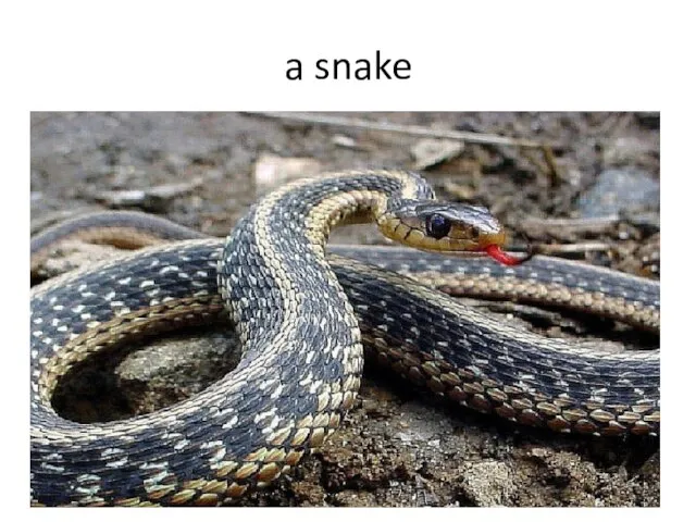 a snake