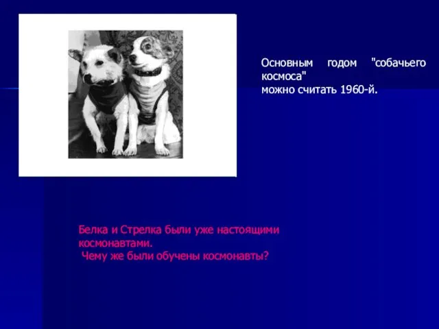 Основным годом "собачьего космоса" можно считать 1960-й. Белка и Стрелка были уже