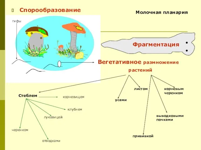 Спорообразование Вегетативное размножение растений луковицей черенком корневым черенком корневищем клубнем усами отводками