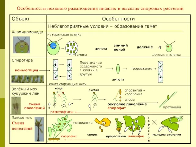 Особенности полового размножения низших и высших споровых растений зигота зимний покой деление