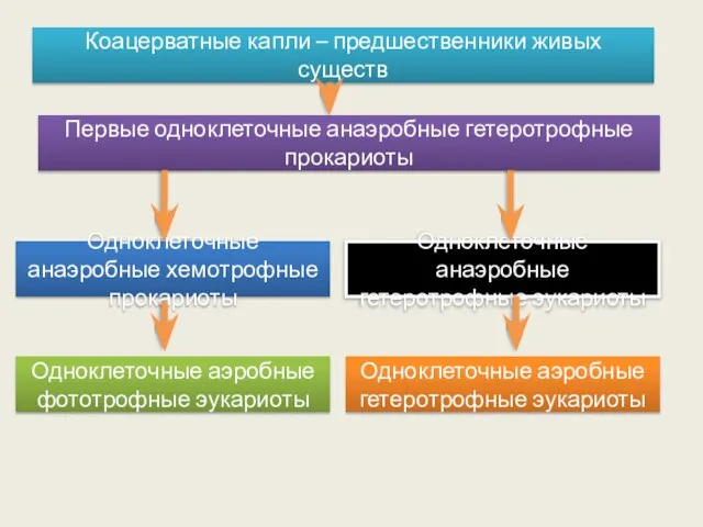 Коацерватные капли – предшественники живых существ Первые одноклеточные анаэробные гетеротрофные прокариоты Одноклеточные