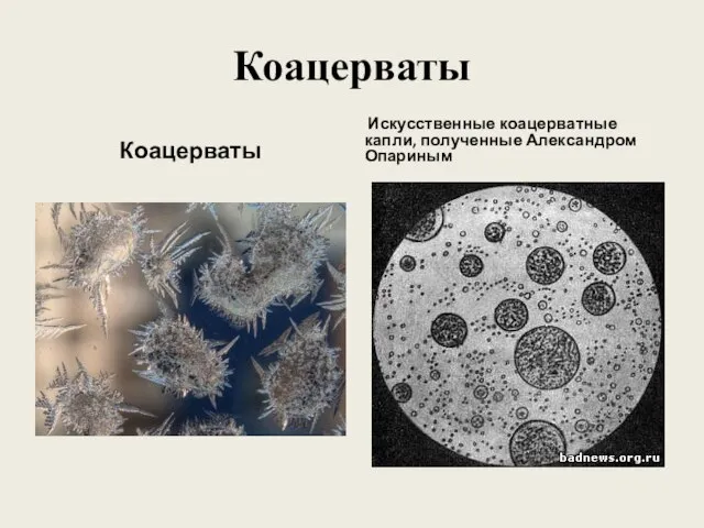 Коацерваты Коацерваты Искусственные коацерватные капли, полученные Александром Опариным