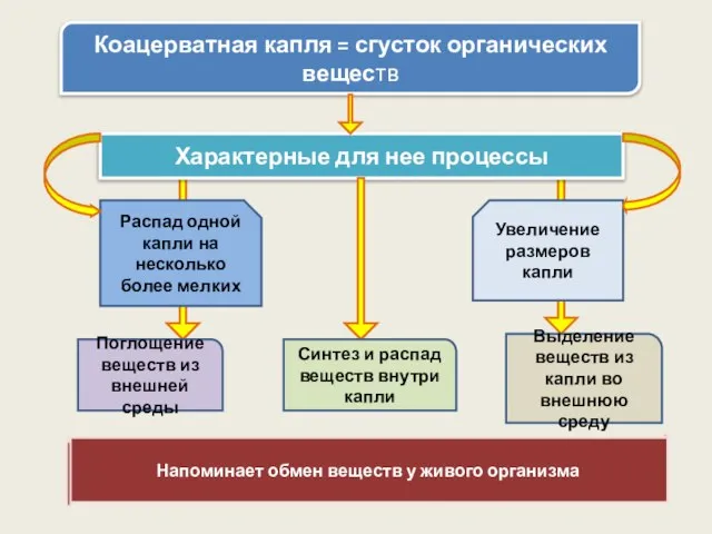 Коацерватная капля = сгусток органических веществ Характерные для нее процессы Распад одной