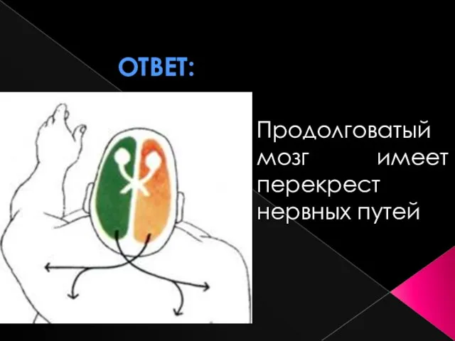 Ответ: Продолговатый мозг имеет перекрест нервных путей